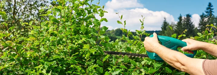 Person schneidet Hecke mit Heckenschere